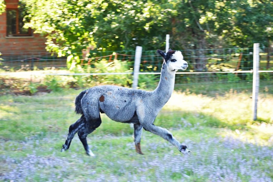 Kissmo, alpaga gris au visage blanc, trottant dans le pré fleuri